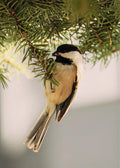Evergreen Acrobat 5x7 pearl print
