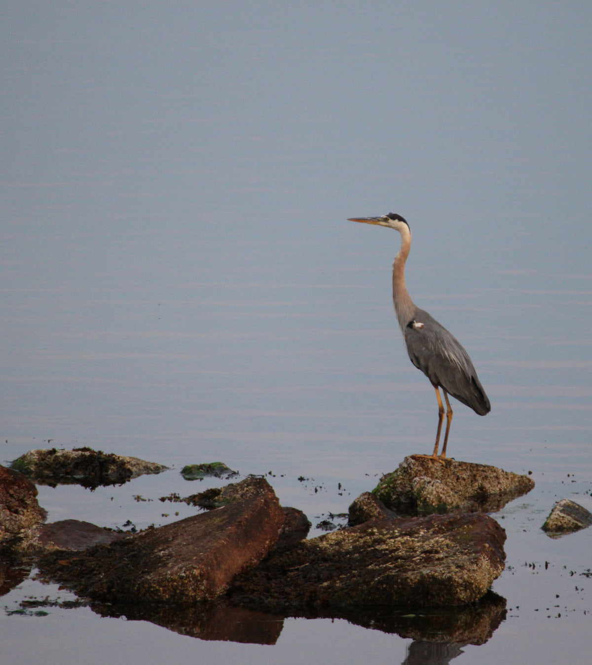 A gray heron stands on dark rocks in shallow water, with a calm pale blue-gray water surface and sky in the background.