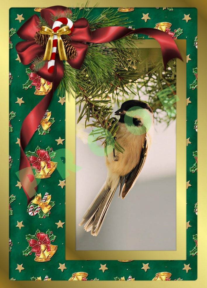 "Evergreen Acrobat" 3.6x5 card